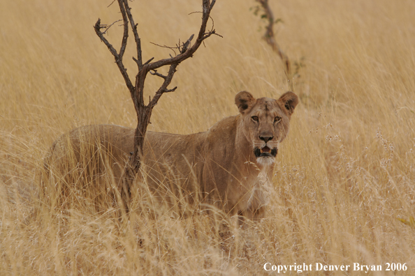 African lioness