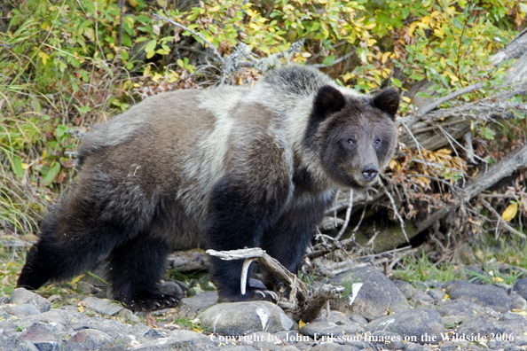 Brown bear in river.