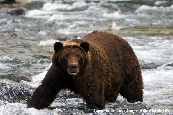 Brown bear in habitat