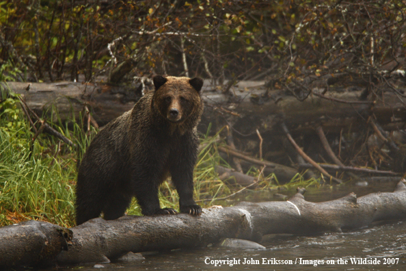 Grizzly bear in habitat