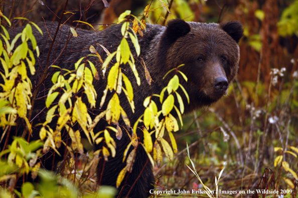 Brown/Grizzly Bear in habitat