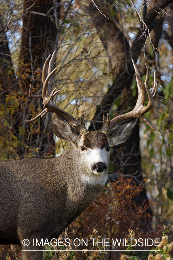 Mule deer 