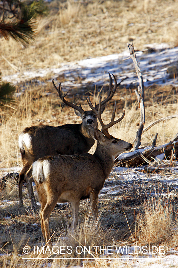 Mule deer 
