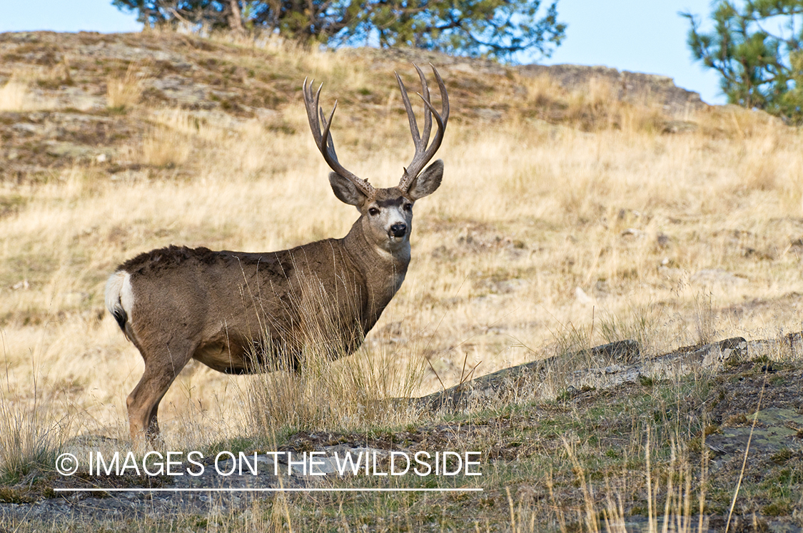 Mule Buck in Field 