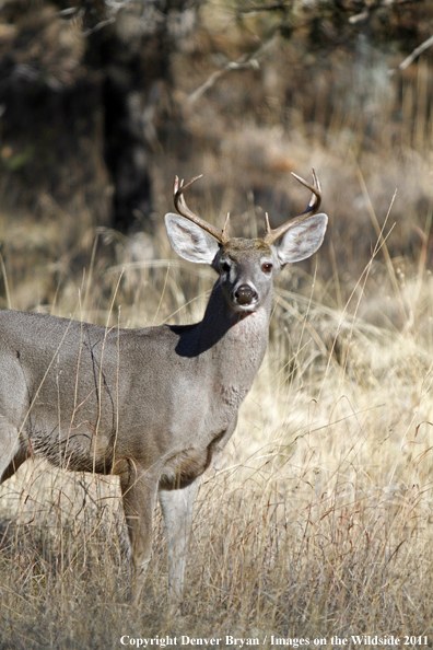 Coues white-tailed buck in field in Arizona. 