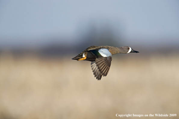 Blue-Winged Teal drake in flight