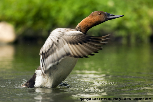 Canvasback drake in habitat