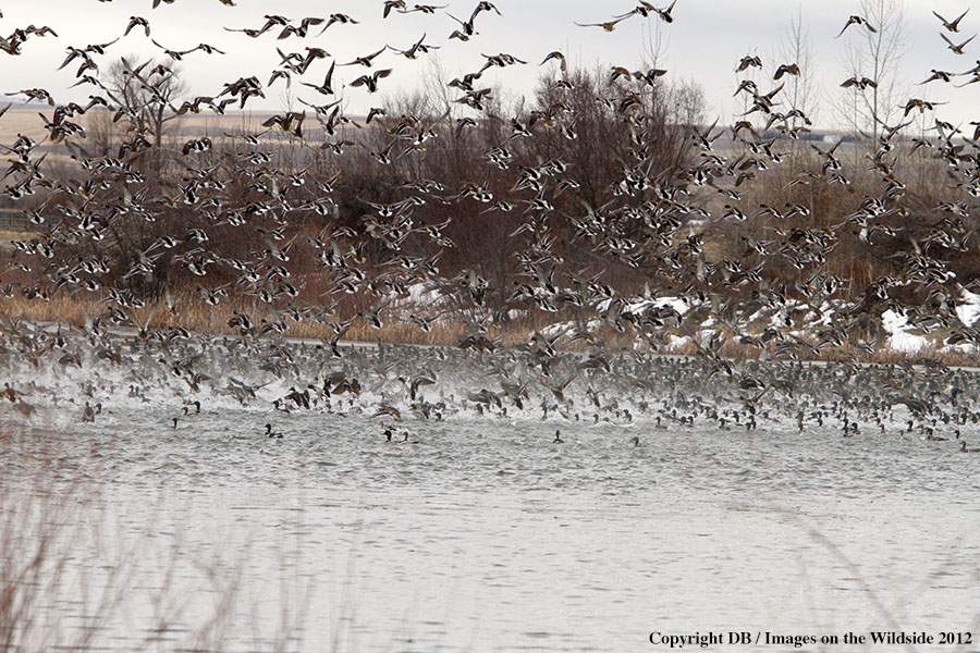 Large flock of Mallards in habitat.
