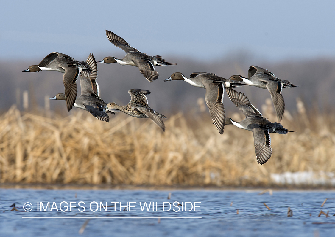 Pintails in flight.