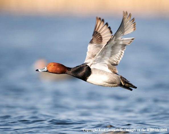 Redhead Duck in Flight 