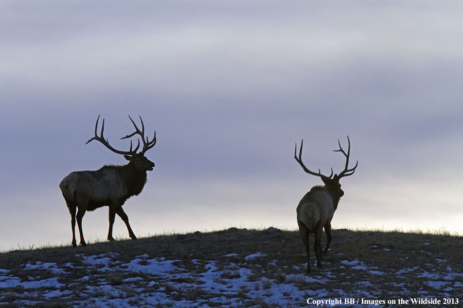 Rocky Moutain Elk in habitat.