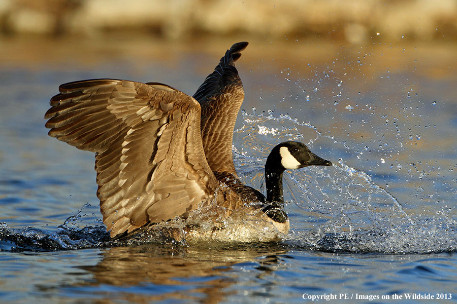 Canadian goose in habitat. 