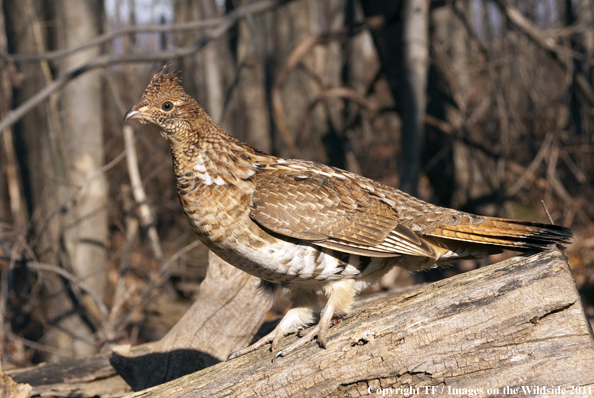 Ruffed Grouse in habitat. 