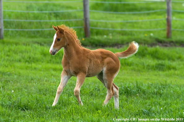 Foal playing in field. 