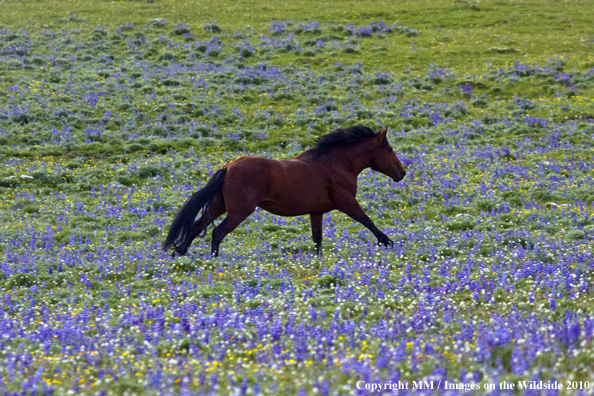 Photo taken by Mark Miller