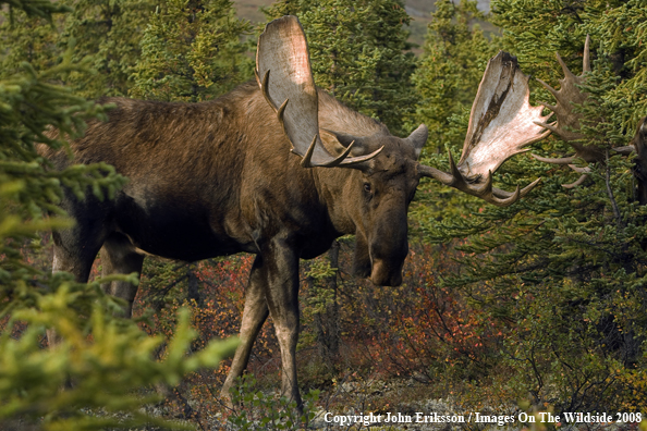 Bull Moose in Habitat
