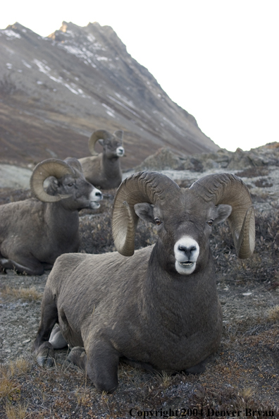 Herd of Rocky Mountain bighorn sheep (rams).