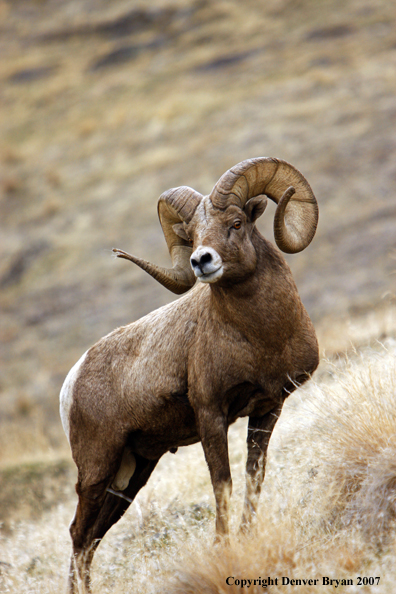Rocky Mountain Big Horn Sheep