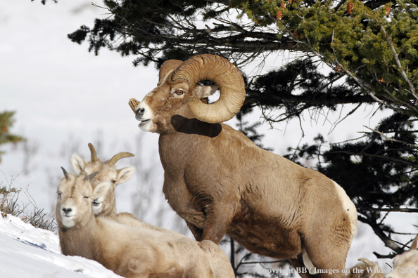 Rocky Mountain Bighorn Sheep