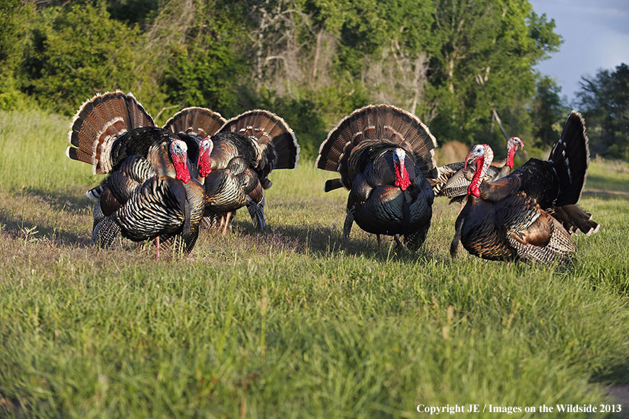 Rio Grande Turkeys in habitat. 