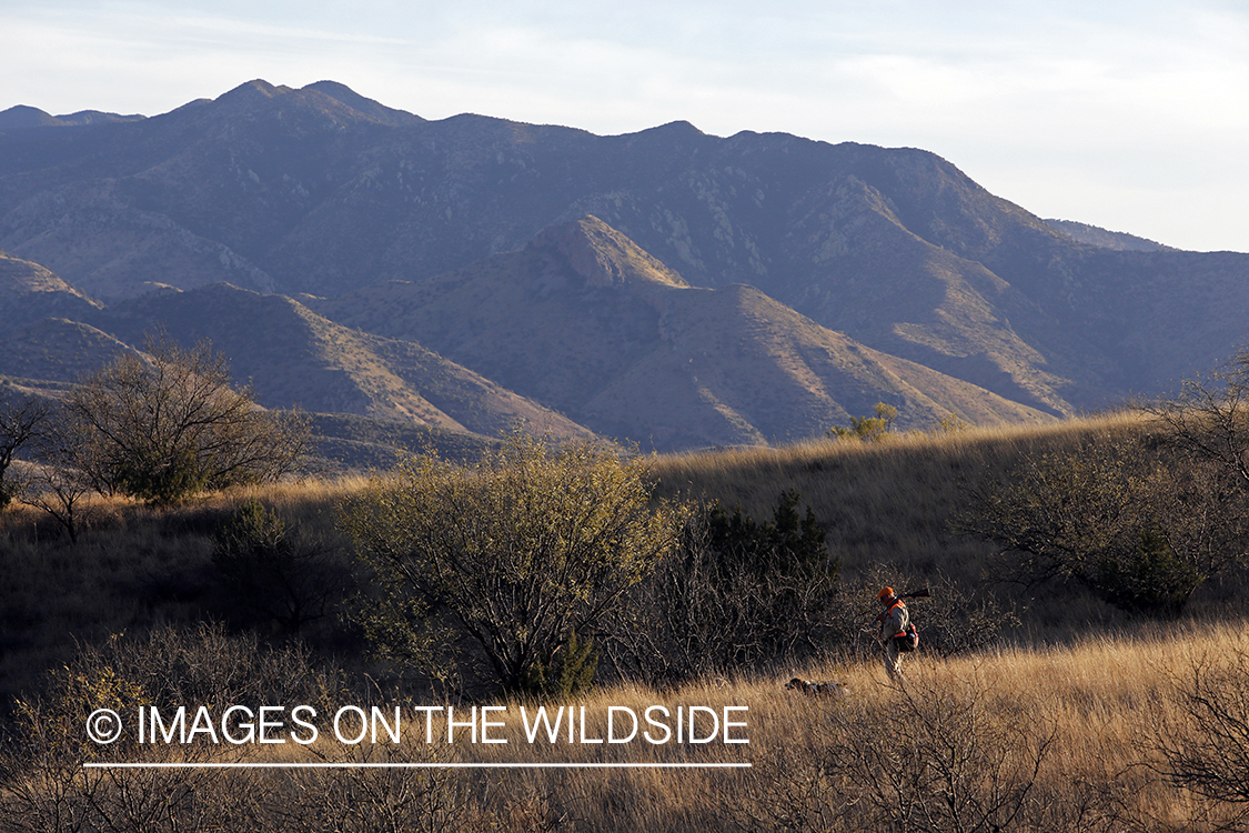Mearns quail hunting with Brittany Spaniel.
