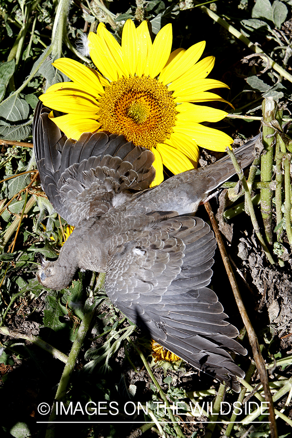 Downed dove in a sunflower field.