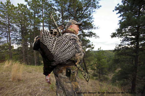 Hunter with bagged (Merriam's) turkey thrown over shoulder