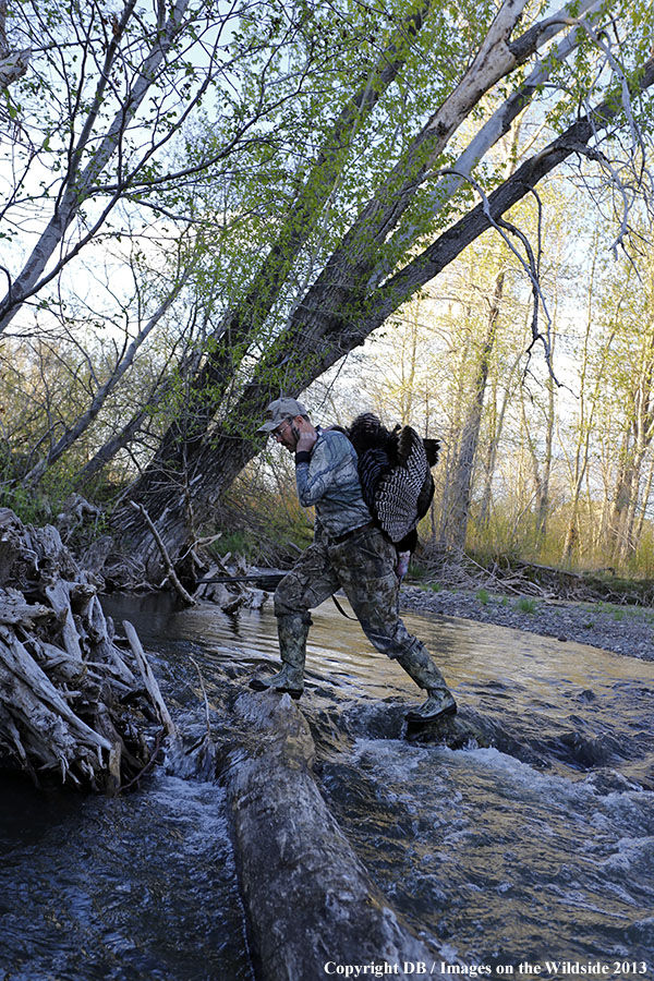 Turkey hunter in field with bagged turkey.