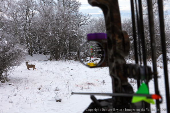 White-tailed deer hunter with white-tailed buck in sites.