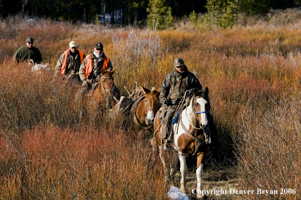 Elk hunters with bagged elk on horsepack string.  