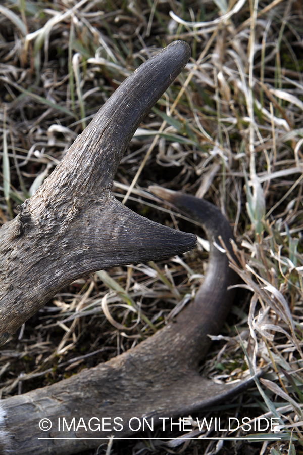 Close-up of downed pronghorn antelope buck.