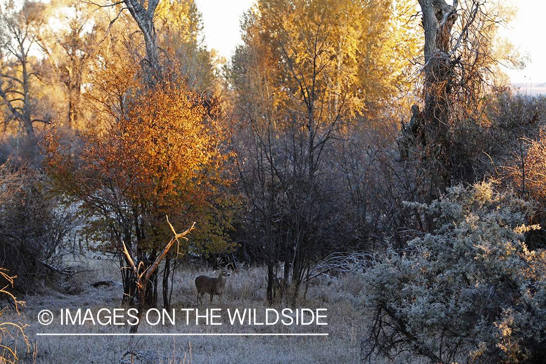 Bowhunter n tree stand taking aim at White-tailed buck.