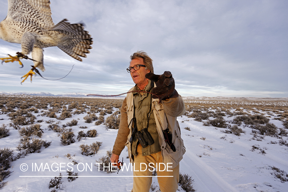 Falconer casting gyr falcon.