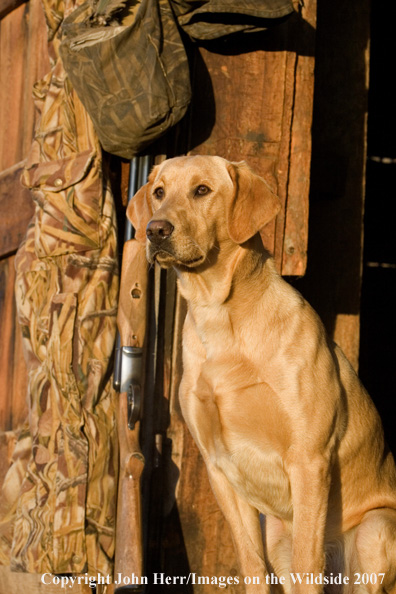 Yellow labrador retriever in field.