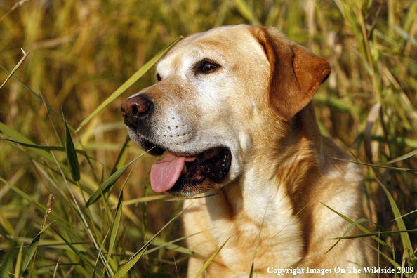 Yellow Labrador Retriever
