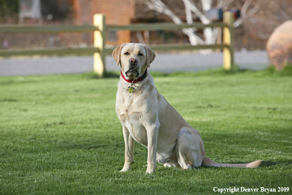 Yellow Labrador Retriever in yard
