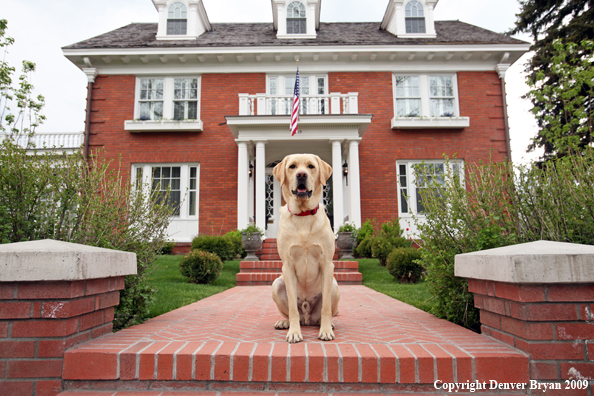 Yellow Labrador Retriever in front of house