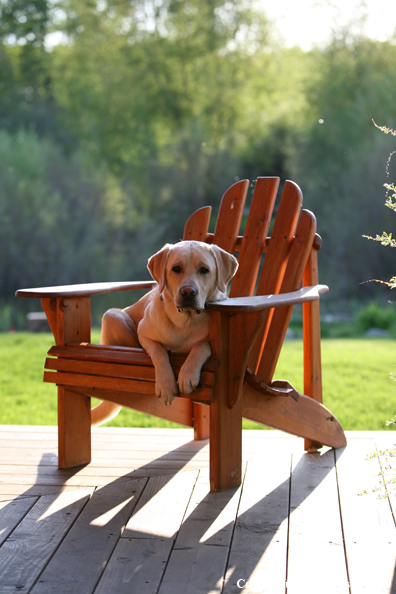 Yellow Labrador Retriever in chair