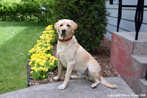 Yellow Labrador Retriever by flowers