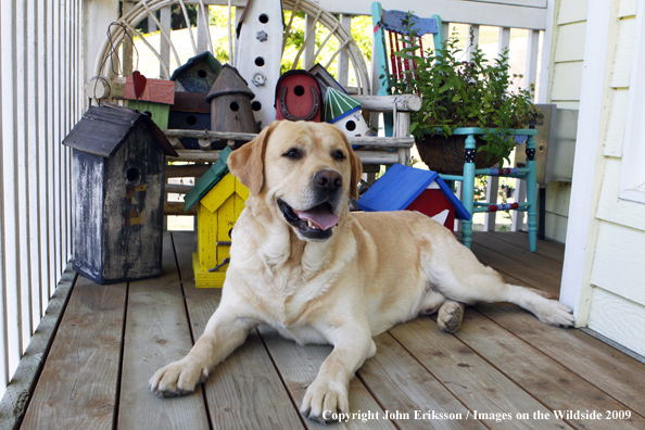 Yellow Labrador Retriever