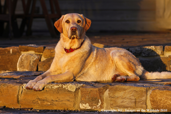 Yellow Labrador Retriever