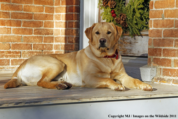 Yellow Labrador Retriever 