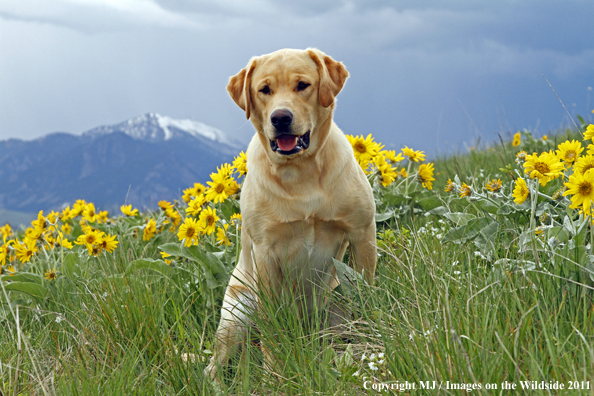 Yellow Labrador Retriever.