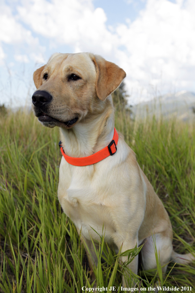 Yellow Labrador Retriever.