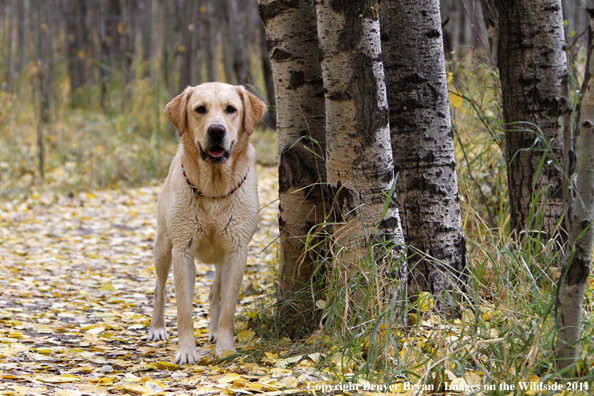 Yellow Labrador Retriever.