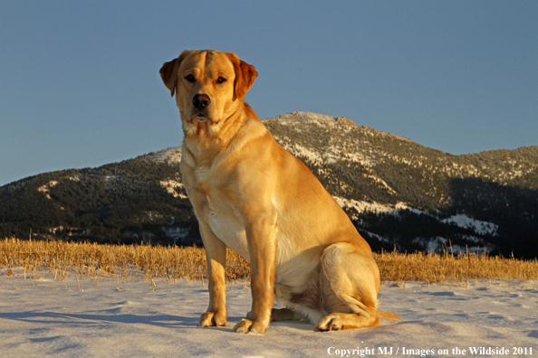 Yellow Labrador Retriever.