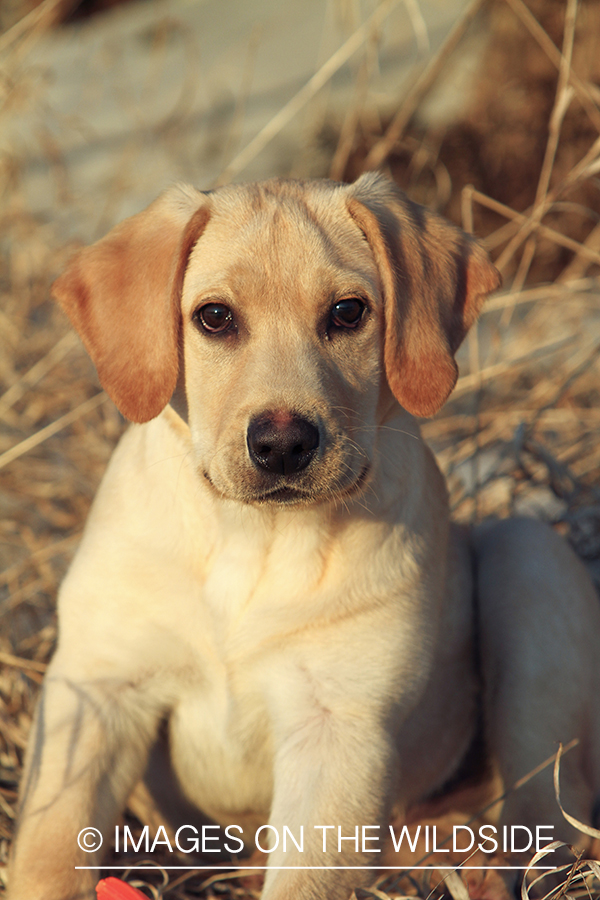 Yellow Labrador Retriever Puppy
