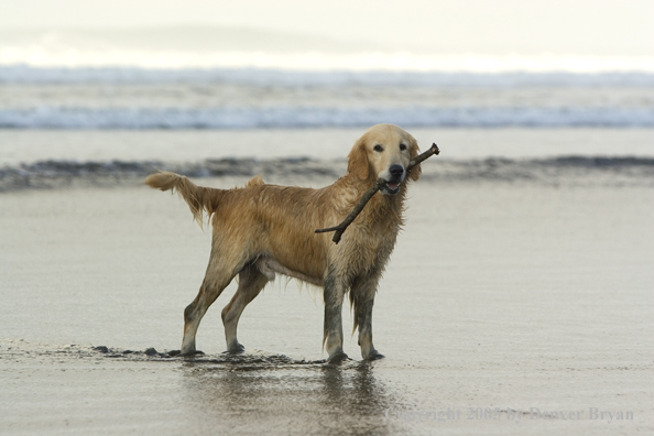 Golden Retriever fetching stick on beach.