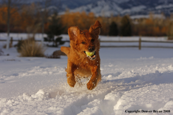 Golden Retriever in the winter