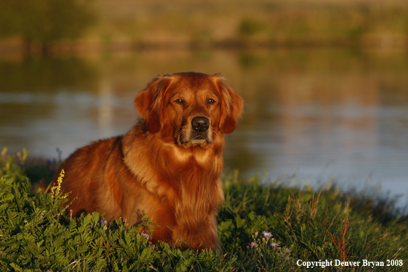 Golden Retriever 